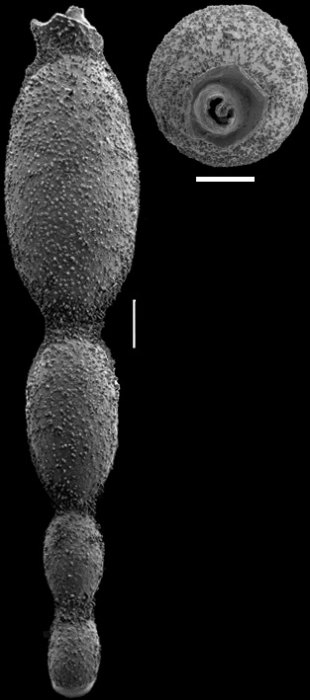 Stilostomella fistuca (Schwager, 1866) Identified specimen Stilostomella fistuca (Schwager, 1866) Identified specimen