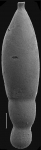 Stilostomella? guptai Hayward, 2012. Holotype