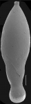 Stilostomella guptai Hayward, 2012. Paratype
