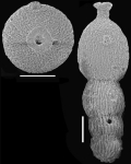 Stilostomella mappa (Cushman & Jarvis, 1934) Identified specimen