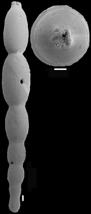 Stilostomella parexilis (Cushman & Stewart, 1930). Identified specimen Stilostomella parexilis (Cushman & Stewart, 1930). Identified specimen