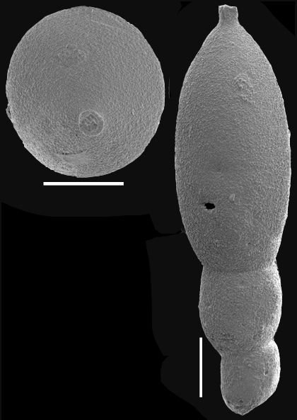 Stilostomella tuckerae (Hadley, 1934) Identified specimen Stilostomella tuckerae (Hadley, 1934) Identified specimen