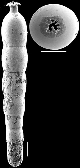 Strictocostella advena (Cushman & Laiming, 1931) Identified specimen Strictocostella advena (Cushman & Laiming, 1931) Identified specimen