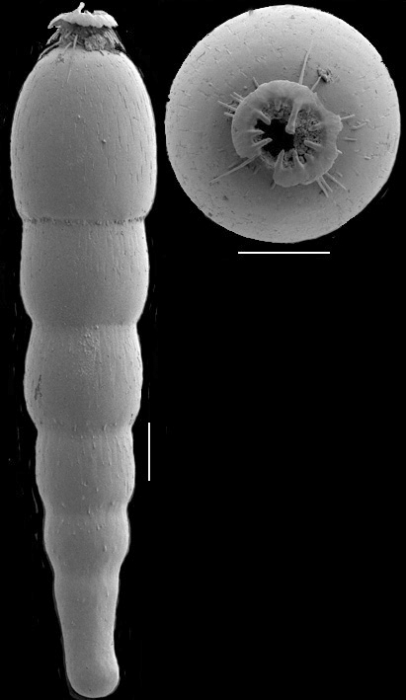 Strictocostella advena (Cushman & Laiming, 1931) Identified specimen. Strictocostella advena (Cushman & Laiming, 1931) Identified specimen.