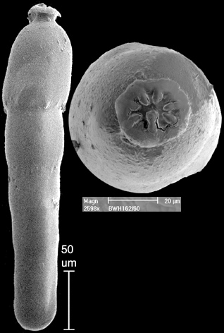 Strictocostella advena (Cushman & Laiming, 1931) Identified specimen Strictocostella advena (Cushman & Laiming, 1931) Identified specimen