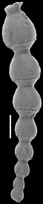 Stilostomella basicarinata Hornibrook, 1961 Topotype Stilostomella basicarinata Hornibrook, 1961 Topotype