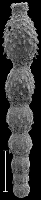 Strictocostella hispidula (Cushman, 1939) Identified specimen Strictocostella hispidula (Cushman, 1939) Identified specimen