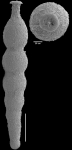 Ellipsonodosaria hyugaensis Ishizaki, 1943 Topotype