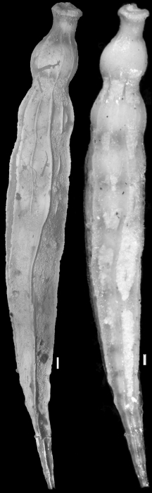 Ellipsonodosaria jabacoensis Bermudez, 1937 Holotype Ellipsonodosaria jabacoensis Bermudez, 1937 Holotype