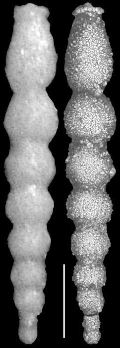 Ellipsonodosaria? matanzana Palmer & bermudez, 1936. Holotype Ellipsonodosaria? matanzana Palmer & bermudez, 1936. Holotype