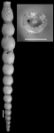 Ellipsonodosiaria paleocenica Cushman & Todd, 1946. Holotype