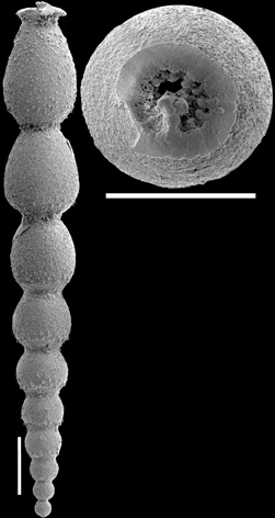 Strictocostella matanzana (Palmer & Bermudez, 1936) Identified specimen Strictocostella matanzana (Palmer & Bermudez, 1936) Identified specimen