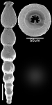 Strictoctella matanzana (Palmer & Bermudez, 1936) Identified specimen