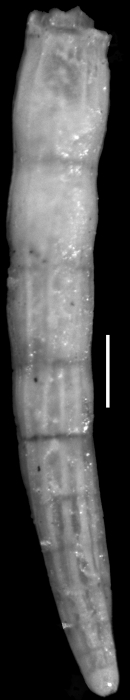Ellipsonodosaria semijugosa Cushman 1939. Paratype Ellipsonodosaria semijugosa Cushman 1939. Paratype
