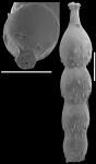 Stilostomella finlayi Hornibrook, 1961 Topotype