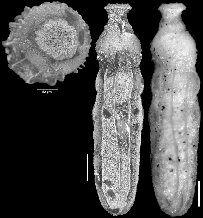 Ellipsonodosaria modesta var. prolata Cushman & Bermudez, 1937 Holotype Ellipsonodosaria modesta var. prolata Cushman & Bermudez, 1937 Holotype