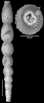 Ellipsonodosaria pseudoscripta Cushman, 1937 Holotype