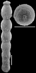 Strictocostella pseudoscripta (Cushman, 1937) identified specimen
