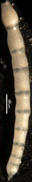 Ellipsonodosaria annulifera Cushman & Bermudez, 1936 Holotype Ellipsonodosaria annulifera Cushman & Bermudez, 1936 Holotype
