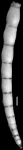 Nodosaria cocoaensis Cushman, 1925 Holotype