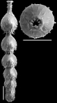 Strictocostella spinata (Cushman, 1934) Identified specimen
