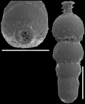 Strictocosentified specimentella spinata (Cushman, 1934) Id