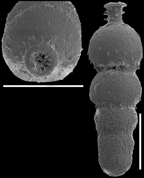 Strictocosentified specimentella spinata (Cushman, 1934) Id Strictocosentified specimentella spinata (Cushman, 1934) Id