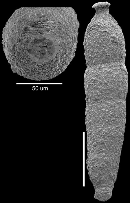 Strictocostella srinivasani Hayward, 2012 Holotype Strictocostella srinivasani Hayward, 2012 Holotype