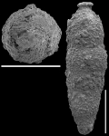 Strictocostella srinivasani Hayward, 2012. Paratype