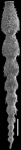 Strictocostella strongi Hayward, 2012 Paratype