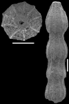 Nodosaria hochstetteri Schwager, 1866. Topotype