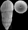 Amplectoductina multicostata (Galloway & Morrey, 1929) Identified specimen, author: Hayward, Bruce