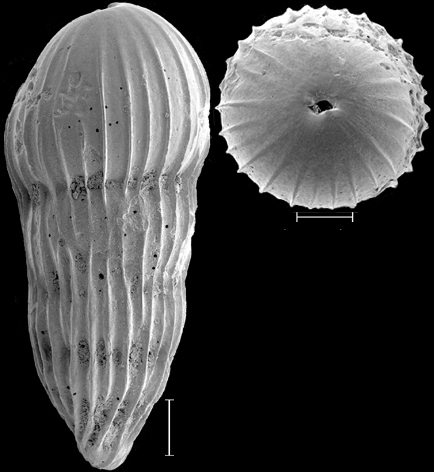 Amplectoductina multicostata (Galloway & Morrey, 1929) Identified specimen Amplectoductina multicostata (Galloway & Morrey, 1929) Identified specimen