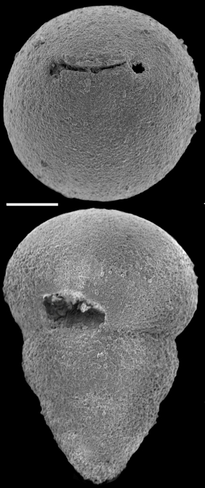 Ellipsoglandulina cameti Sacal & Debourle, 1957 Identified specimen Ellipsoglandulina cameti Sacal & Debourle, 1957 Identified specimen