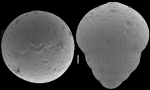 Ellipsoglandulna compacta Hillebrandt, 1962. Identified specimen.