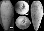 Ellipsoglandulina fragilis Bramlette, 1851 Holotype