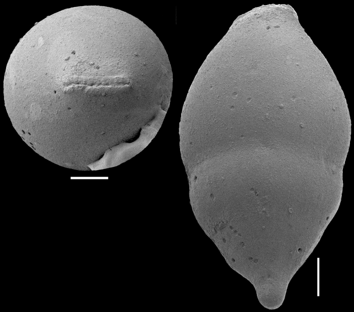 Ellipsoglandulina keyzeri Hayward, 2012. Holotype Ellipsoglandulina keyzeri Hayward, 2012. Holotype
