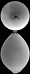 Ellipsoglandulina labiata (Schwager, 1866) Identified specimen