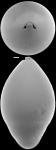 Ellipsoglandulina labiata (Schwager, 1866) Identified specimen