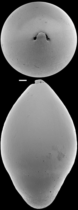 Ellipsoglandulina labiata (Schwager, 1866) Identified specimen Ellipsoglandulina labiata (Schwager, 1866) Identified specimen