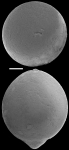 Ellipsoglandulina labiata (Schwager, 1866).  Identified specimen