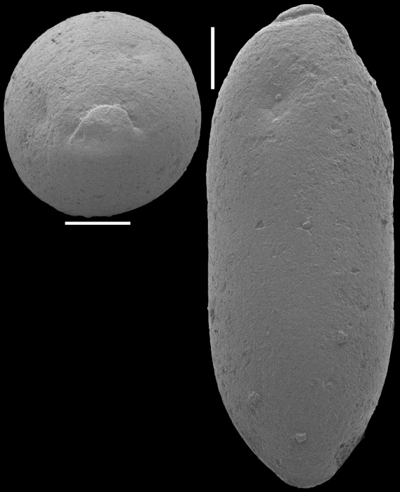 Ellipsoglandulina ovata Gawor-Biedowa, 1992 Identified specimen Ellipsoglandulina ovata Gawor-Biedowa, 1992 Identified specimen