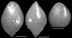 Ellipsoglandulina velascoensis Cushman, 1926 Holotype