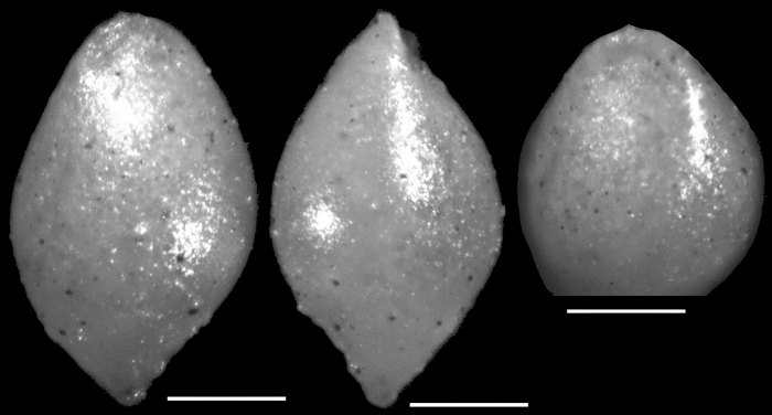 Ellipsoglandulina velascoensis Cushman, 1926 Holotype Ellipsoglandulina velascoensis Cushman, 1926 Holotype