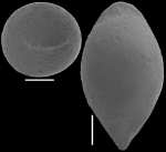 Ellipsoglandulina velascoensis Cushman, 1926. Identified specimen