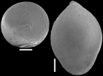 Ellipsoglandulina velascoensis Cushman, 1926 Identified specimen