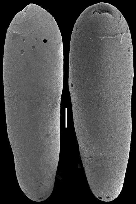 Ellipsoidella heronalleni (Storm, 1929) Identified specimen Ellipsoidella heronalleni (Storm, 1929) Identified specimen
