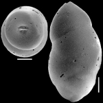 Ellipsoidella subtuberosa (Liebus, 1928) Identified specimen
