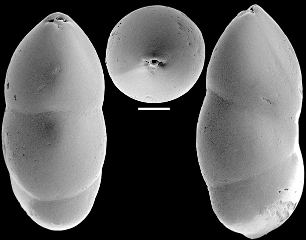 Ellipsoidella subtuberosa (Liebus, 1928) Identified specimen Ellipsoidella subtuberosa (Liebus, 1928) Identified specimen