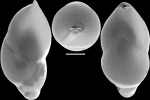 Ellipsoidella subtuberosa (Liebus, 1928) Identified specimen